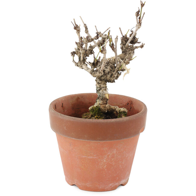 Akebia quinata, 15,5 cm, ± 10 ans