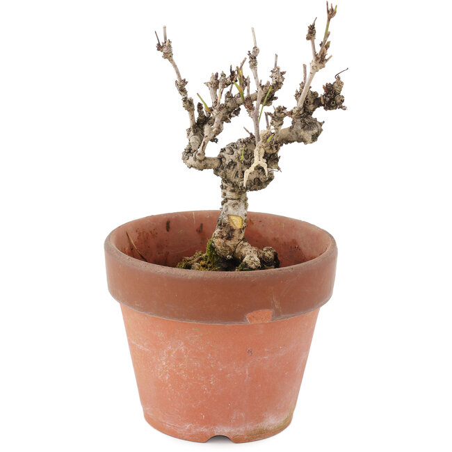 Akebia quinata, 15,5 cm, ± 10 years old