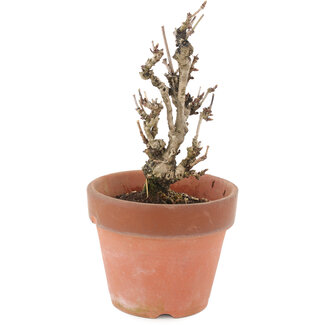 Akebia quinata, 17 cm, ± 10 años