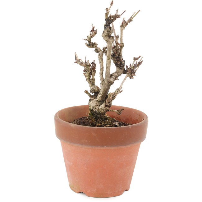 Akebia quinata, 17 cm, ± 10 años