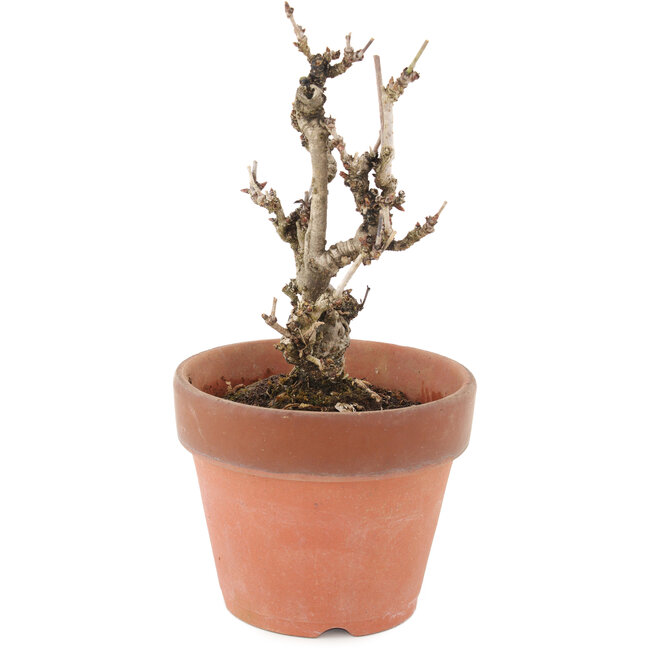 Akebia quinata, 17 cm, ± 10 años