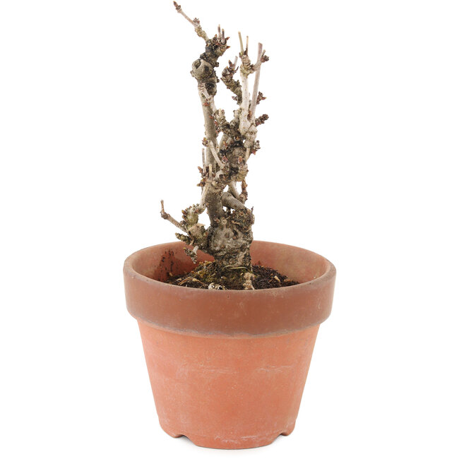 Akebia quinata, 17 cm, ± 10 jaar oud