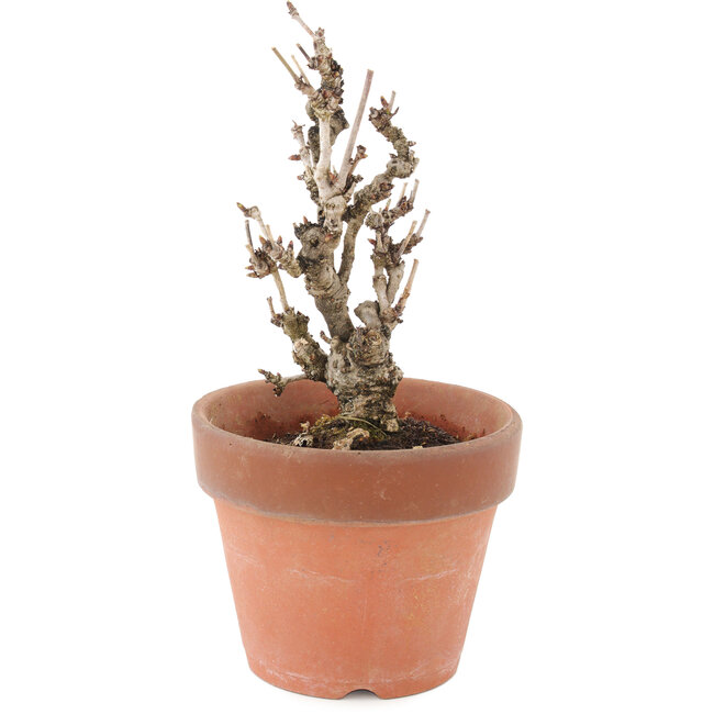 Akebia quinata, 17 cm, ± 10 ans