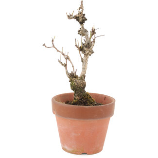 Akebia quinata, 20,5 cm, ± 10 anni