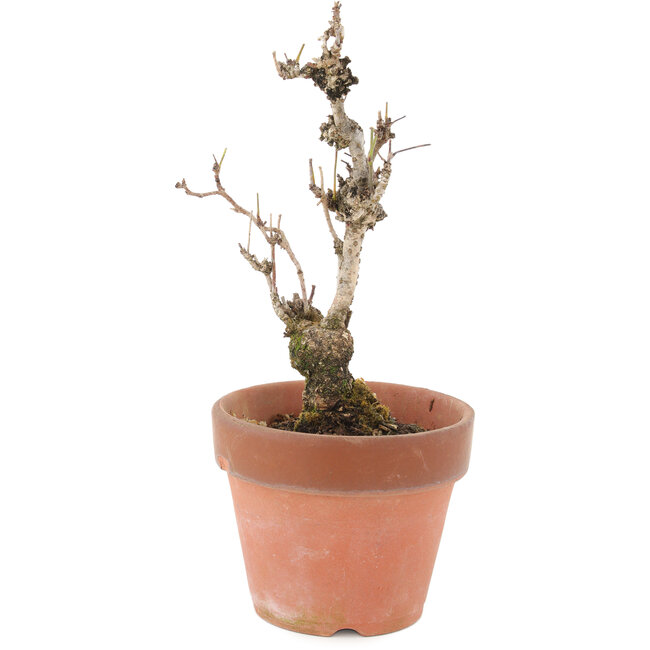 Akebia quinata, 20,5 cm, ± 10 años