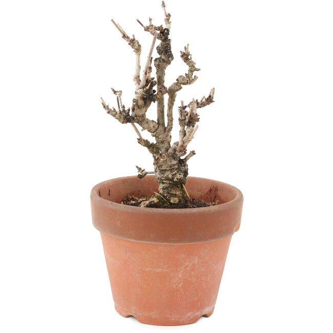 Akebia quinata, 17 cm, ± 10 ans