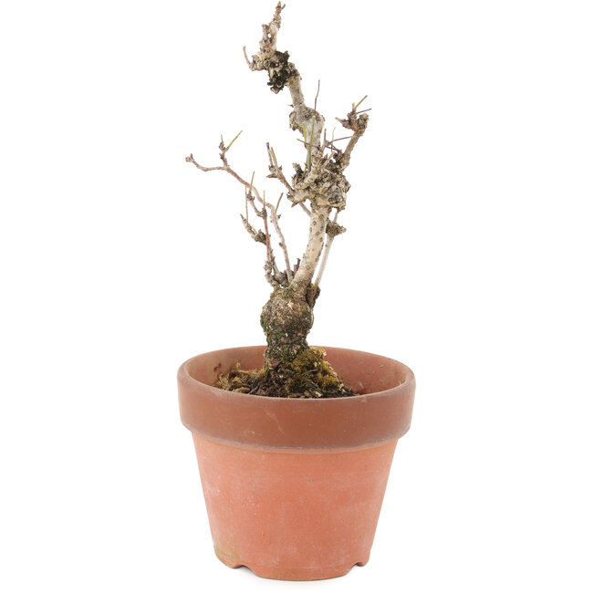 Akebia quinata, 20,5 cm, ± 10 anni