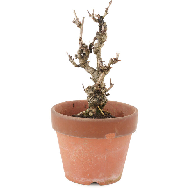 Akebia quinata, 17 cm, ± 10 Jahre alt