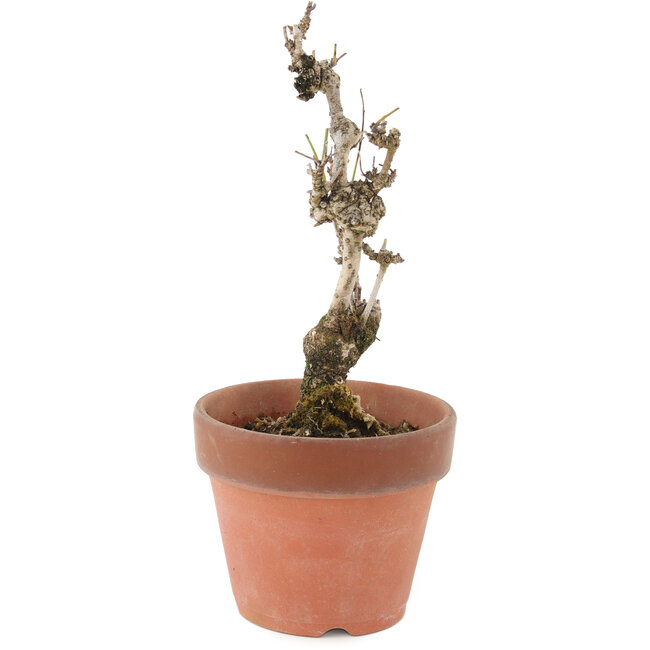 Akebia quinata, 20,5 cm, ± 10 jaar oud