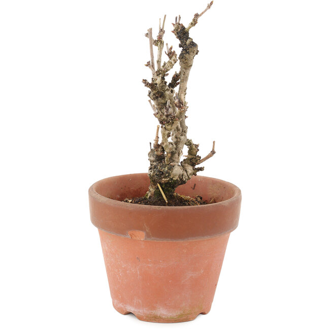 Akebia quinata, 17 cm, ± 10 anni