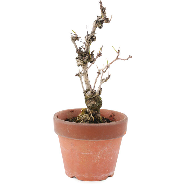 Akebia quinata, 20,5 cm, ± 10 ans