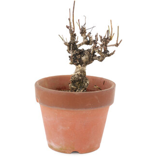 Akebia quinata, 14,5 cm, ± 10 años