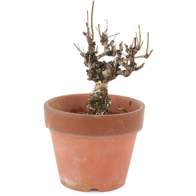 Akebia quinata, 14,5 cm, ± 10 años