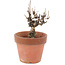 Akebia quinata, 14,5 cm, ± 10 ans