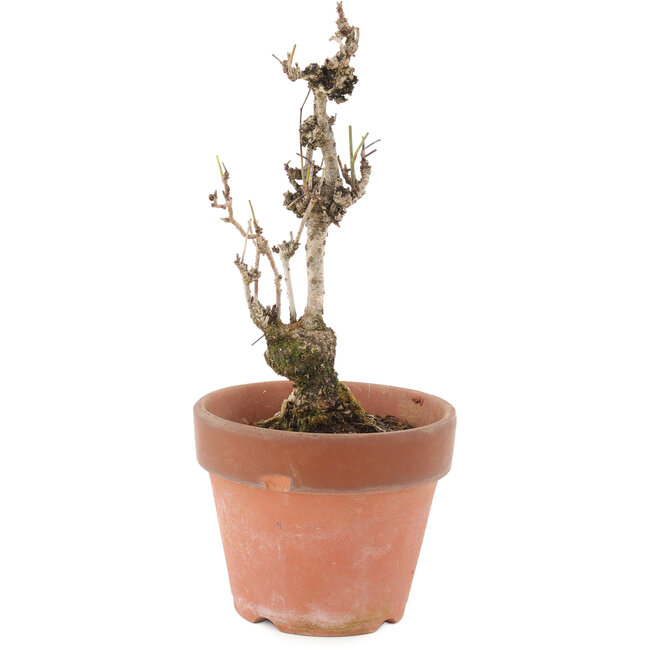 Akebia quinata, 20,5 cm, ± 10 jaar oud