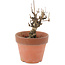 Akebia quinata, 14,5 cm, ± 10 ans