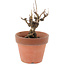 Akebia quinata, 14,5 cm, ± 10 ans