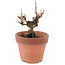 Akebia quinata, 14,5 cm, ± 10 ans