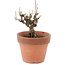 Akebia quinata, 14,5 cm, ± 10 ans