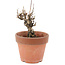 Akebia quinata, 14,5 cm, ± 10 ans