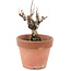Akebia quinata, 14,5 cm, ± 10 ans