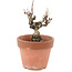 Akebia quinata, 14,5 cm, ± 10 ans