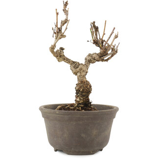 Akebia quinata, 15,5 cm, ± 10 ans