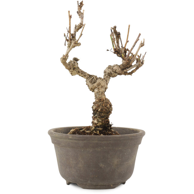 Akebia quinata, 15,5 cm, ± 10 ans