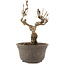 Akebia quinata, 15,5 cm, ± 10 ans
