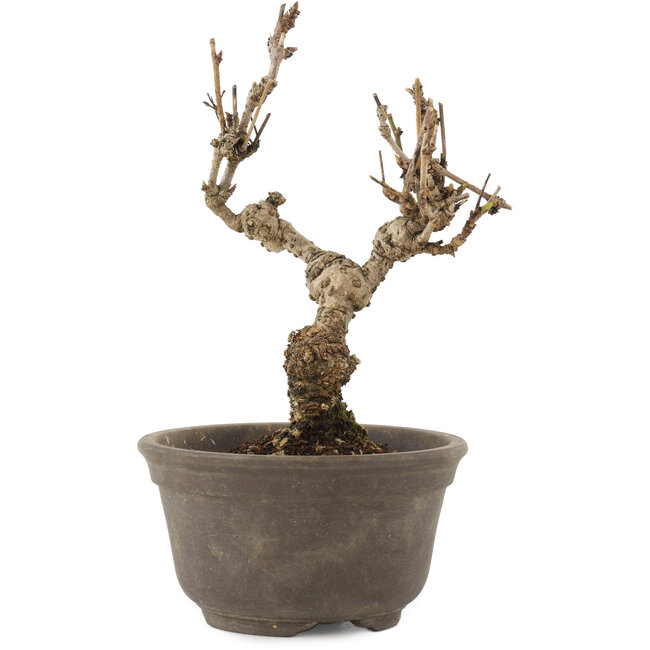 Akebia quinata, 15,5 cm, ± 10 ans