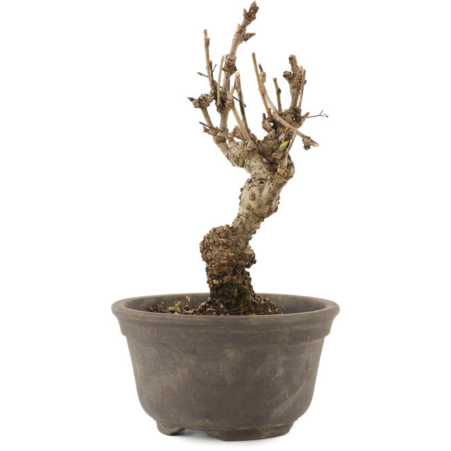 Akebia quinata, 15,5 cm, ± 10 jaar oud