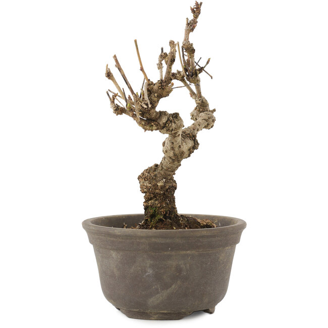 Akebia quinata, 15,5 cm, ± 10 anni