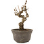 Akebia quinata, 15,5 cm, ± 10 ans