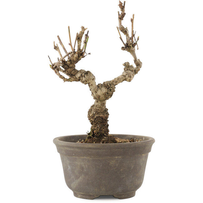 Akebia quinata, 15,5 cm, ± 10 jaar oud