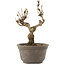 Akebia quinata, 15,5 cm, ± 10 ans