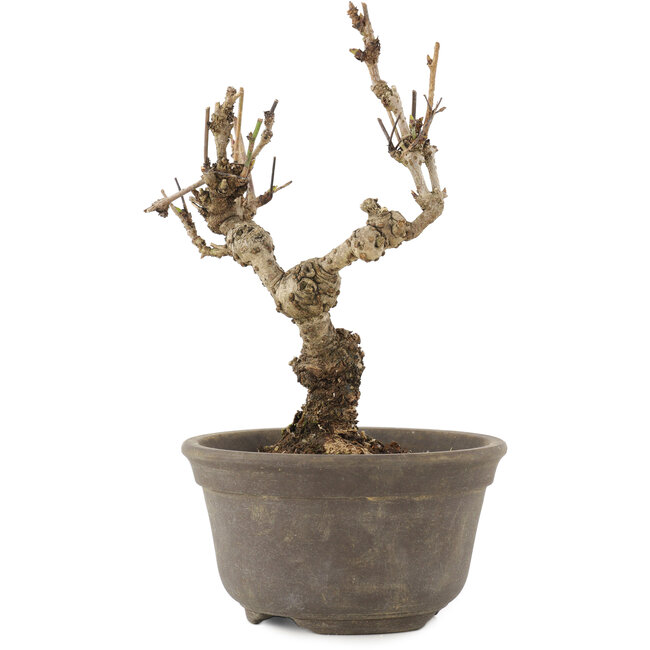 Akebia quinata, 15,5 cm, ± 10 ans