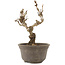 Akebia quinata, 15,5 cm, ± 10 ans