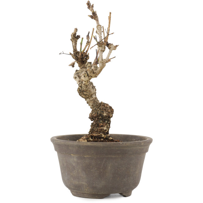 Akebia quinata, 15,5 cm, ± 10 años