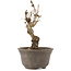 Akebia quinata, 15,5 cm, ± 10 ans