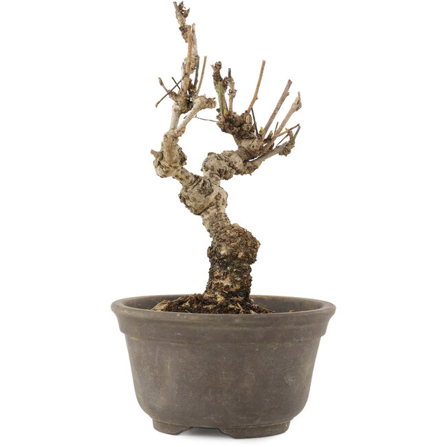 Akebia quinata, 15,5 cm, ± 10 anni