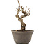 Akebia quinata, 15,5 cm, ± 10 ans