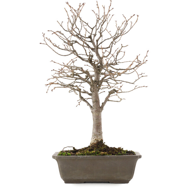 Zelkova serrata, 28 cm, ± 15 jaar oud