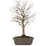 Zelkova serrata, 28 cm, ± 15 jaar oud