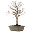 Zelkova serrata, 28 cm, ± 15 jaar oud