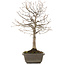 Zelkova serrata, 28 cm, ± 15 years old