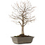 Zelkova serrata, 28 cm, ± 15 jaar oud