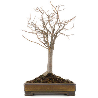 Tokoname Zelkova serrata, 31,5 cm, ± 15 años