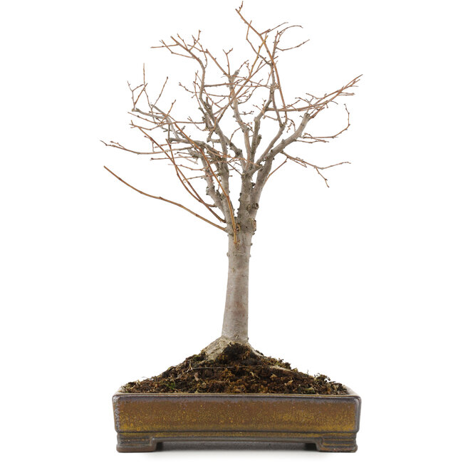 Zelkova serrata, 31,5 cm, ± 15 years old, in a handmade Japanese Tokoname pot