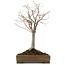 Zelkova serrata, 31,5 cm, ± 15 years old, in a handmade Japanese Tokoname pot