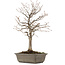 Zelkova serrata, 28 cm, ± 15 ans